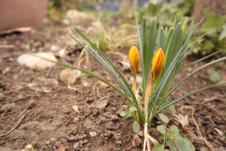 Yellow crocus flowers in the garden. Early spring. Symbol of peace and joy.の写真素材