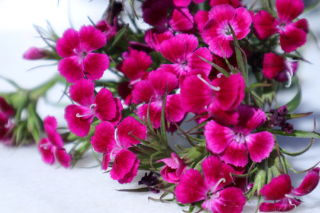 Pink carnation flowers on white background. Close up. Selective focus.の写真素材