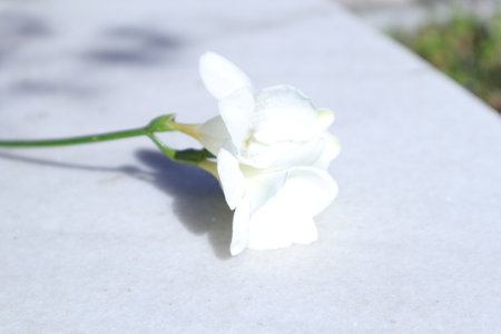 White freesia flower on white marble slab, closeup of photoの写真素材