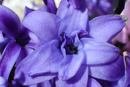 Purple hyacinth flowers close-up, macro photography.の写真素材