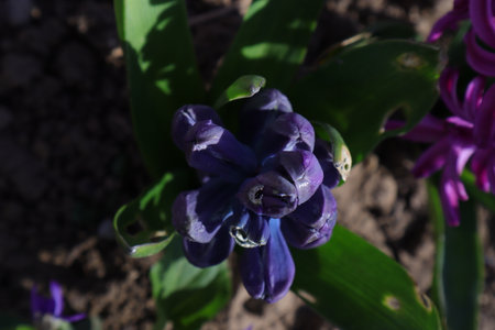 Hyacinthus orientalis, also known as the hyacinth.の写真素材
