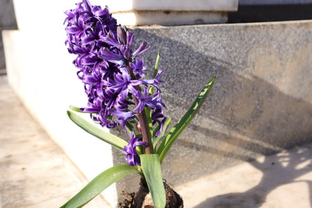 Purple hyacinth flower blooming in the spring garden.の写真素材