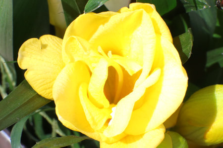 Yellow freesia in the garden, closeup of a flowerの写真素材