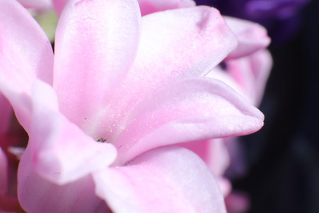 Beautiful pink magnolia flower close-up, macro photo.の写真素材