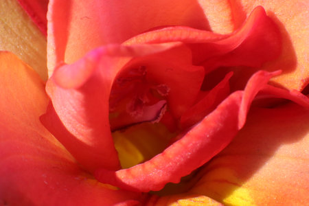 close-up of red and orange rose petals, shallow depth of fieldの写真素材