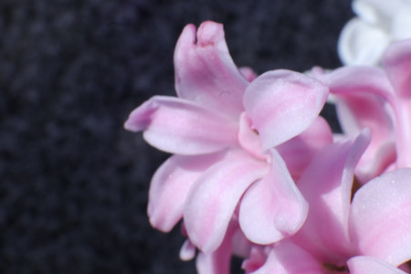Pink hyacinth flowers with water drops on petals close upの写真素材