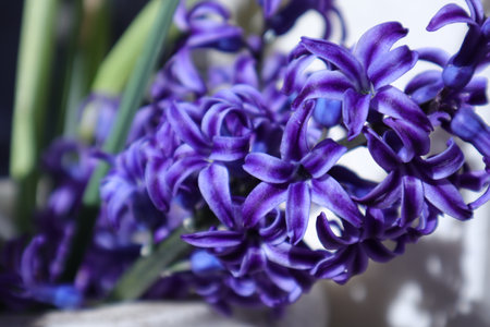Purple hyacinth flowers in a vase, close upの写真素材