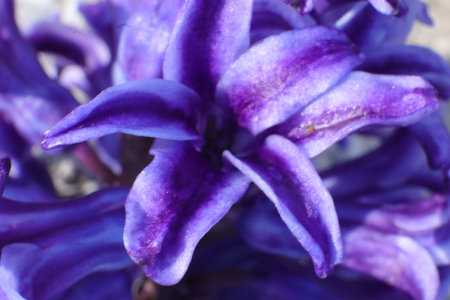 Purple hyacinth flower close-up. Macro photo.の写真素材
