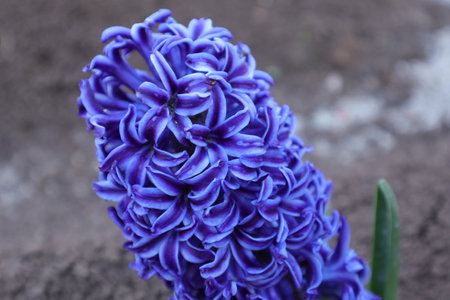 Blue hyacinth flower blooming in the garden, springtimeの写真素材