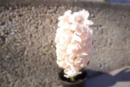pink hyacinth in a pot on a background of stonesの写真素材