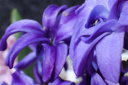 Purple hyacinth flowers close-up on a black backgroundの写真素材