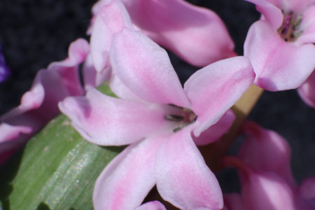 Pink hyacinths on a dark background, close-upの写真素材