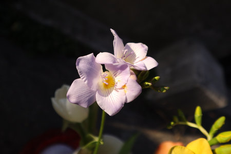 White and purple freesia flowers in the garden, stock photoの写真素材
