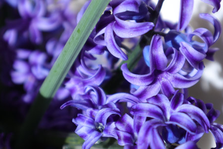Beautiful blue hyacinth flowers closeup. Spring flowers.の写真素材