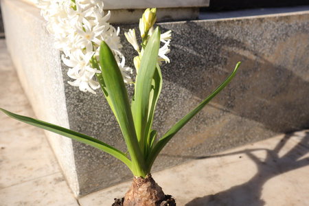 White hyacinth flower on the background of a stone wall.の写真素材