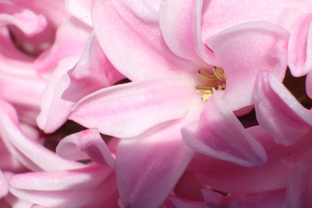 pink hyacinth flower macro close up for background, natureの写真素材
