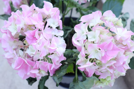 Pink hydrangea flowers in a pot on the table.の写真素材