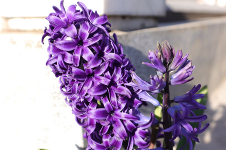 Hyacinthus orientalis is a species of flowering plant in the family Hyacinthaceae.の写真素材