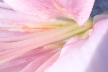 pink lily flower macro close up background high quality big size printの写真素材