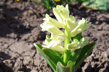 White hyacinth flowers blooming in spring garden, close upの写真素材