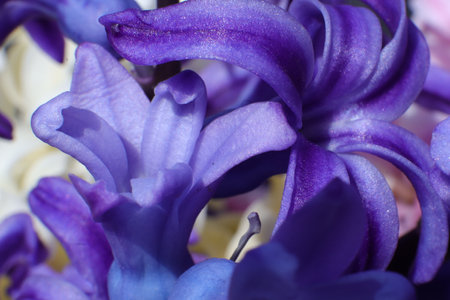 Blue hyacinths flowers close up macro photo, spring backgroundの写真素材