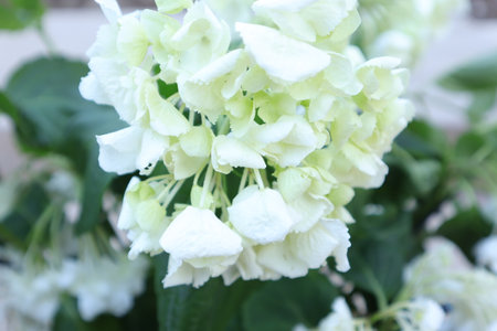 White Hydrangea macrophylla flower in the garden, stock photoの写真素材