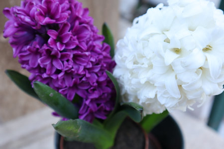 Beautiful hyacinths in a pot on the table.の写真素材