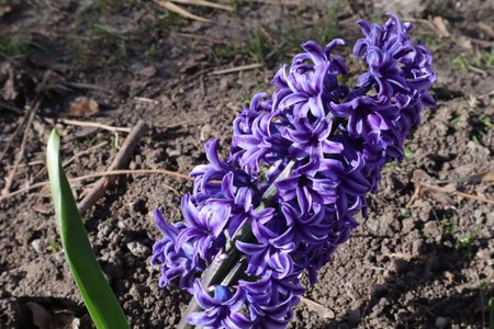 Purple hyacinths blooming in the spring garden.の写真素材