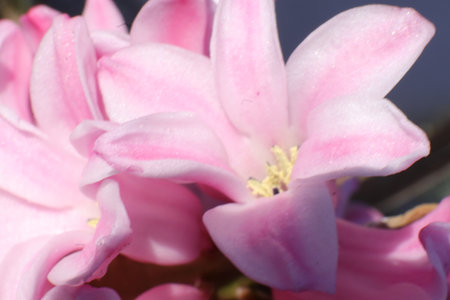 Pink hyacinths in the garden, closeup of photoの写真素材