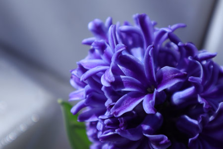 purple hyacinth flower close up macro photo with selective focusの写真素材