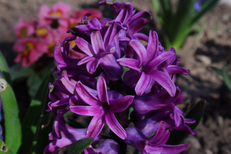 Hyacinthus orientalis is a species of flowering plant in the family Hyacinthaceae.の写真素材