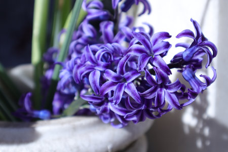 Purple hyacinths in a pot on a windowsillの写真素材