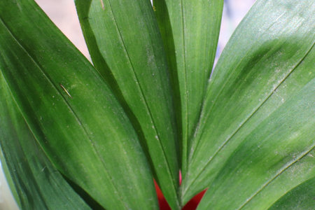 Green leaves in a pot, close-up. Natural background.の写真素材