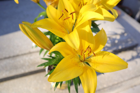 Yellow lilies in a vase on the steps of a buildingの写真素材