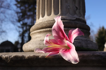 pink lily on the old stone column in the city parkの写真素材