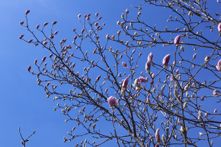 Magnolia tree with pink flowers on blue sky background, closeupの写真素材