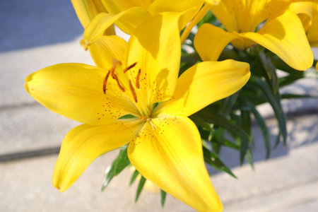 Yellow lily in the garden. Close-up. Selective focus.の写真素材