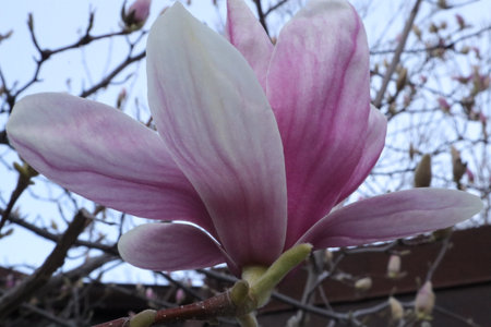 Magnolia flower blossom in spring time, closeup of photoの写真素材