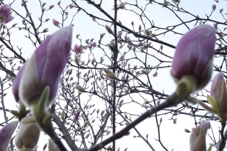 Beautiful magnolia tree blossoms in spring, close-upの写真素材