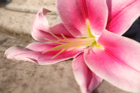 pink lily flowerle background, closeup of photoの写真素材