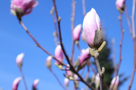Magnolia flowers on a tree branch against the blue sky in springの写真素材