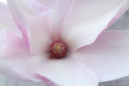 Magnolia flower closeup. Beautiful pink flower on a gray background.の写真素材