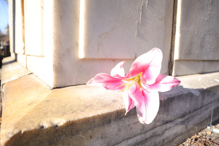pink lily on the background of an old stone wall.の写真素材