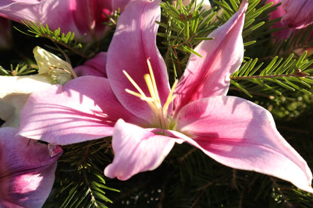 Beautiful pink lily flowers on a green spruce branch.の写真素材