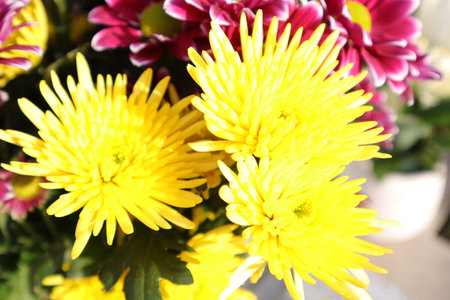 Colorful chrysanthemum flowers, closeup of photoの写真素材