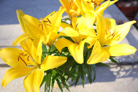 Yellow lilies in the garden on a sunny day. Selective focus.の写真素材