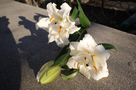 White lilies in a garden. Selective focus.の写真素材