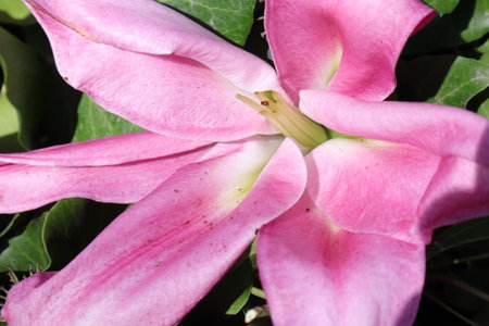 Close up of a pink lily with green leaves in the backgroundの写真素材