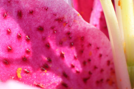 close up of pink lily petals, macro photo with shallow depth of fieldの写真素材