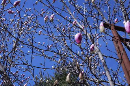 Magnolia tree with pink flowers in spring, close-up.の写真素材